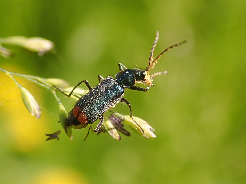 Malachidae: Malachius australis, maschio